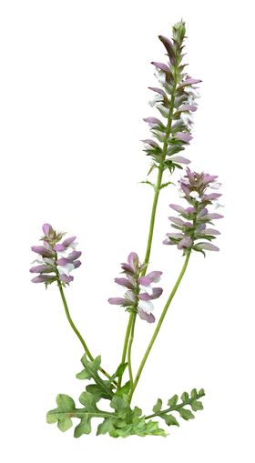 免扣花卉素材