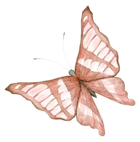 蝴蝶素材