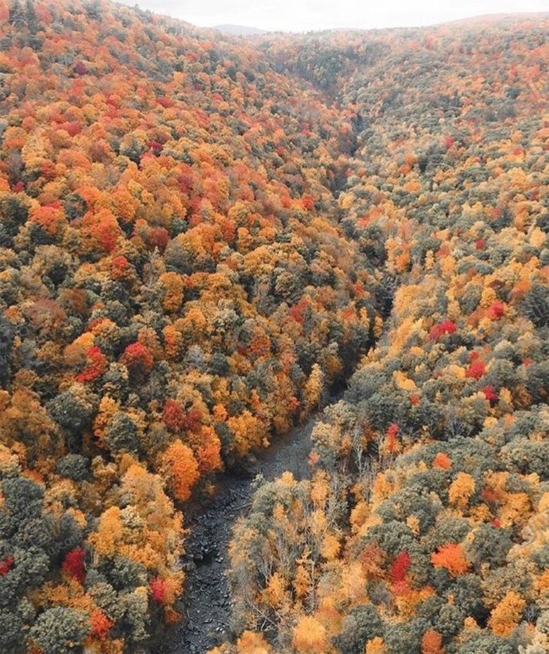 编号：20493910110551328945【酷图网】源文件下载-森林