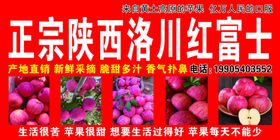 正宗陕西洛川红富士苹果