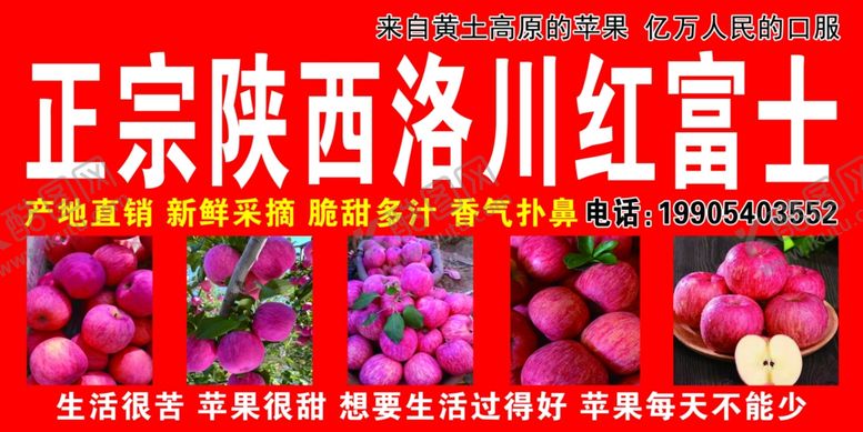 编号：24154304231614362734【酷图网】源文件下载-正宗陕西洛川红富士苹果