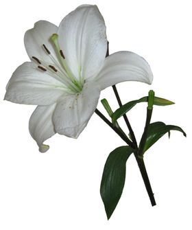 百合