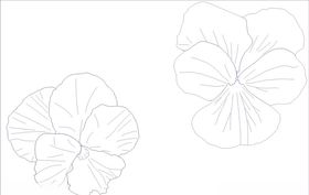 蝴蝶花线条