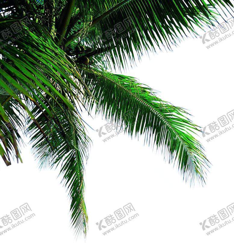 编号：29812610121402089805【酷图网】源文件下载-椰树挂角树