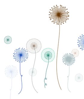 蒲公英