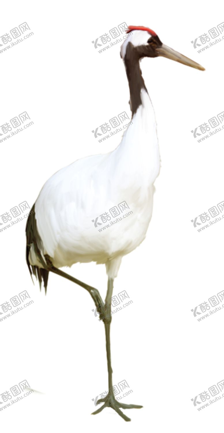 编号：53581910171725453435【酷图网】源文件下载-仙鹤