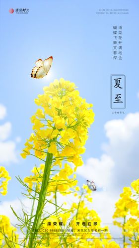 夏至二十四节气创意海报