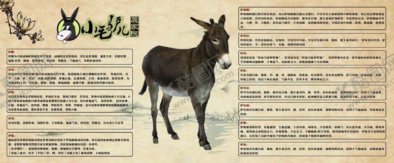 编号：69407110090317290652【酷图网】源文件下载-小毛驴 驴身全是宝