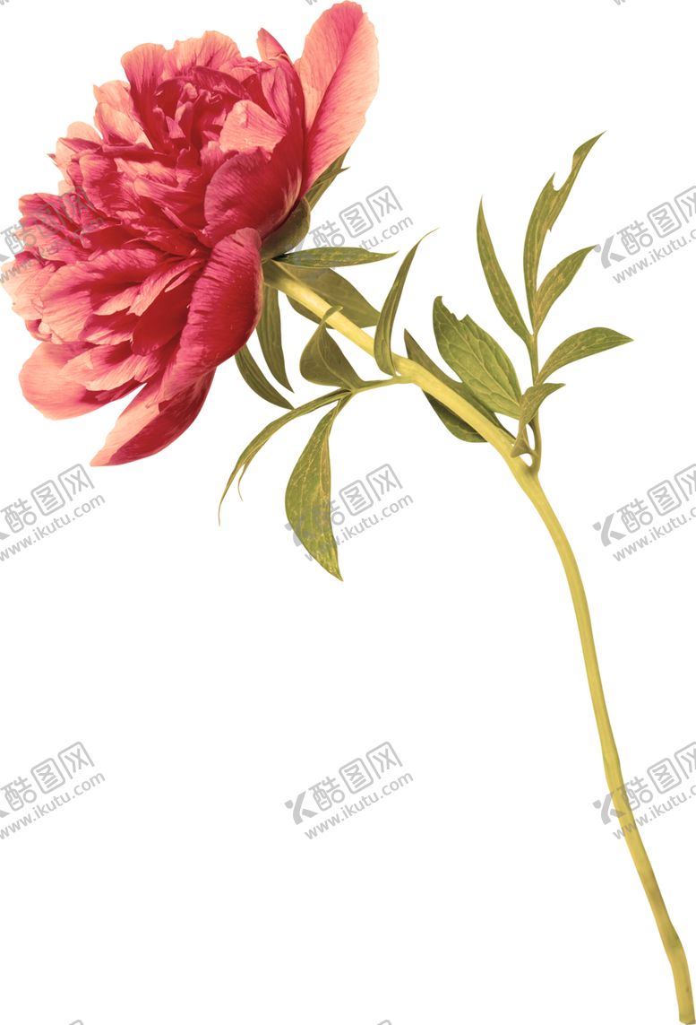 编号：30724610041527226332【酷图网】源文件下载-水彩绘画植物花朵