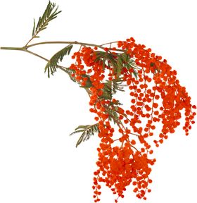 鲜花素材唯美底纹边框百合
