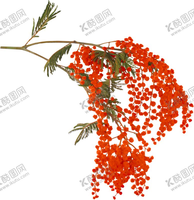 编号：12204005070125076644【酷图网】源文件下载-鲜花素材
