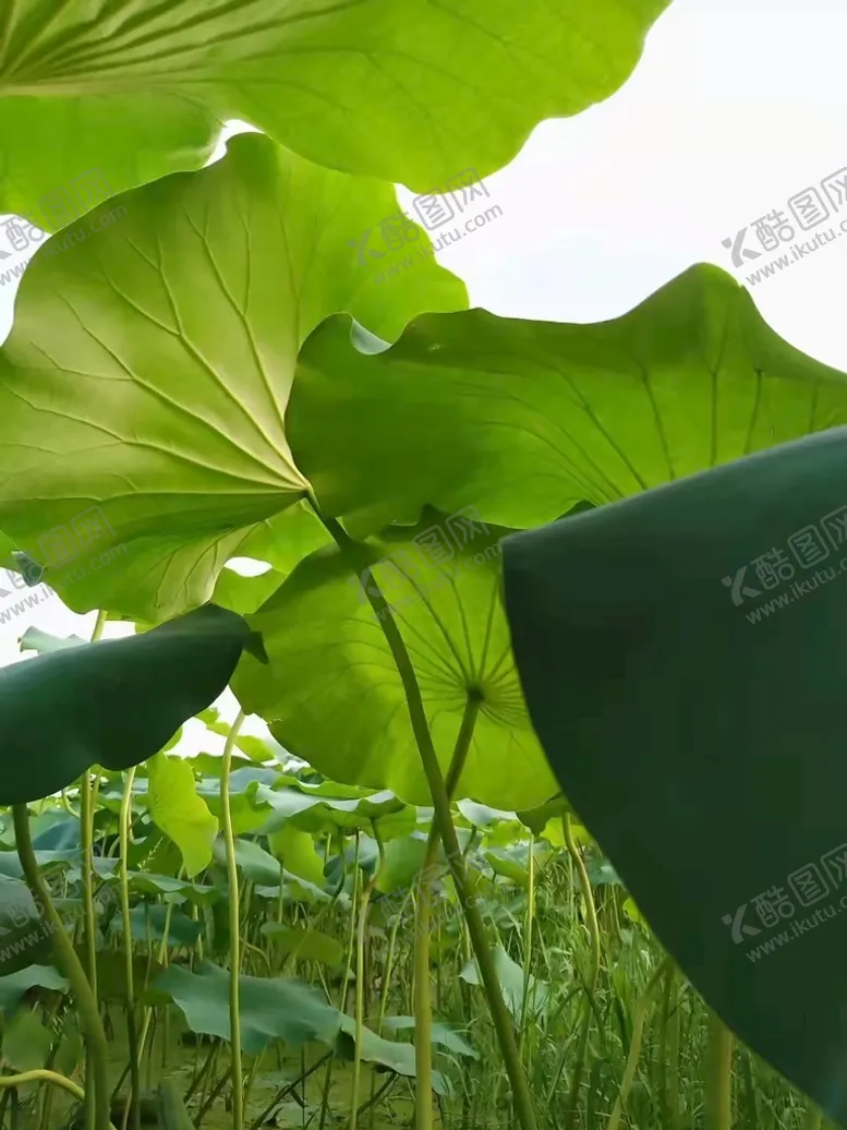 编号：87315610111444372564【酷图网】源文件下载-荷叶