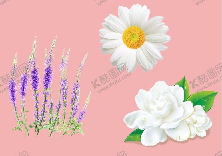 编号：92273010142113273680【酷图网】源文件下载-花朵图片