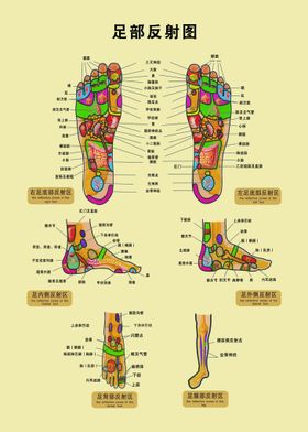 编号：51890709231101470435【酷图网】源文件下载-足底反射区穴位图