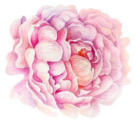 水彩植物