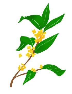手绘桂花png免抠素材叶叶鸟