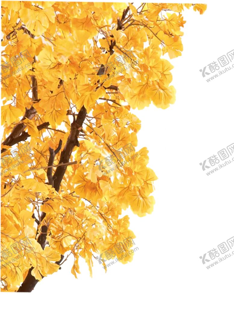 编号：29467009200535307344【酷图网】源文件下载-银杏林