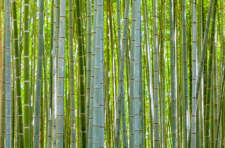 编号：25871409190534239921【酷图网】源文件下载-竹子