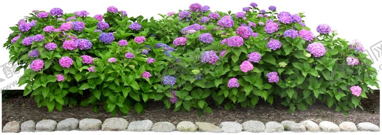 编号：96456809261123288475【酷图网】源文件下载-免扣植物树木素材图片