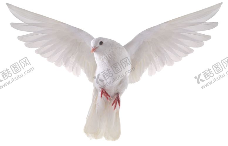 编号：38596310091640392653【酷图网】源文件下载-鸽子