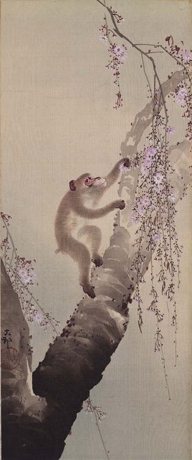 猴子