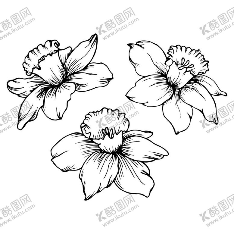 编号：93708911301340016974【酷图网】源文件下载-水仙花线稿