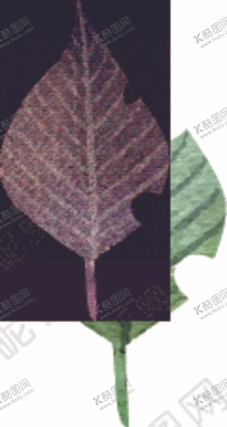 编号：84773210221206381456【酷图网】源文件下载-树叶