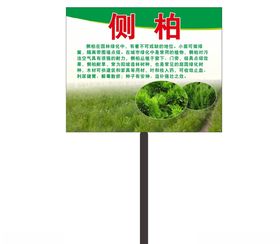 侧柏简介牌子