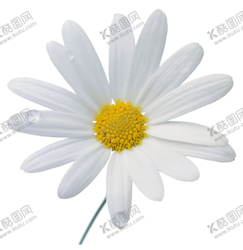 编号：66155405130246104264【酷图网】源文件下载-洋甘菊免扣png图片