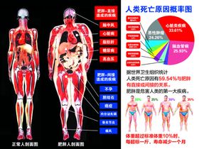 肥胖人剖面图
