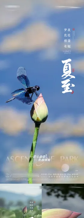 二十四节气夏至海报蜻蜓地产荷花