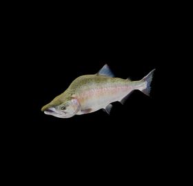 海洋生物