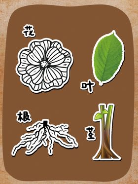 植物花爷叶根茎图叶根须