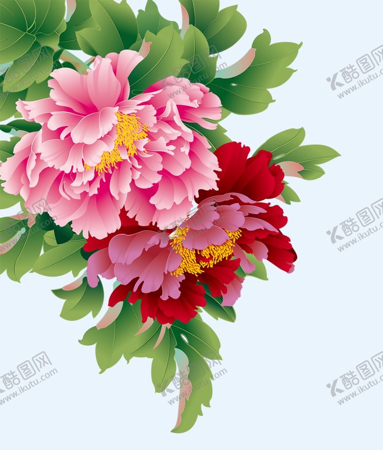 牡丹花朵草免抠朵元素插画