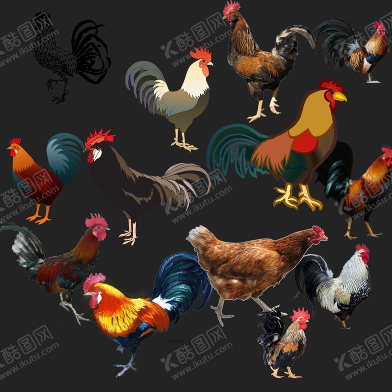 编号：36853809280430492487【酷图网】源文件下载-公鸡png免扣图片