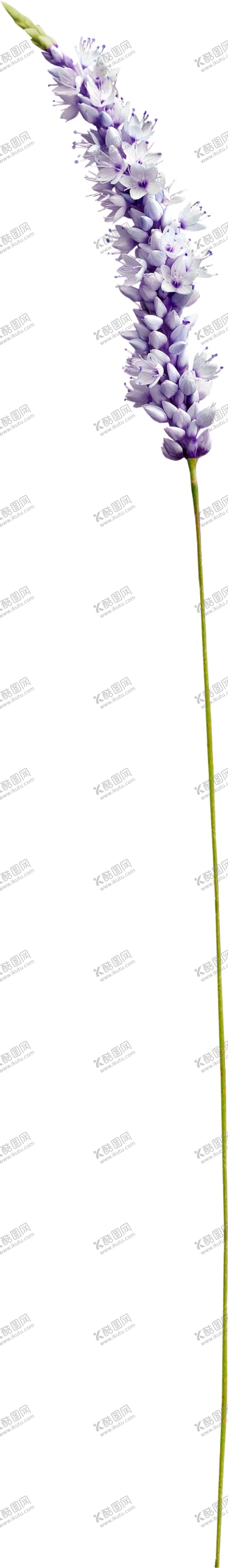 编号：53395707091827413239【酷图网】源文件下载-紫色小花