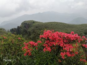 杜鹃花海报