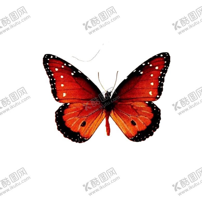 编号：21102210311850421327【酷图网】源文件下载-透明免扣高清蝴蝶PNG