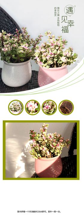 电商花卉绿植详情页 