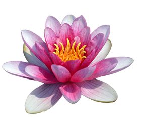 荷花免扣元素