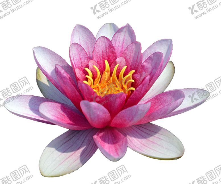 编号：25848707031521263687【酷图网】源文件下载-免扣荷花