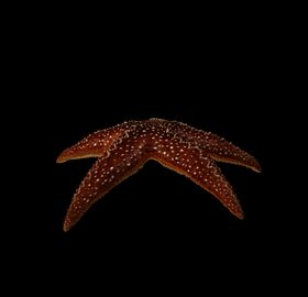 海洋生物