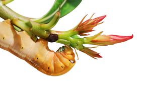 虫子