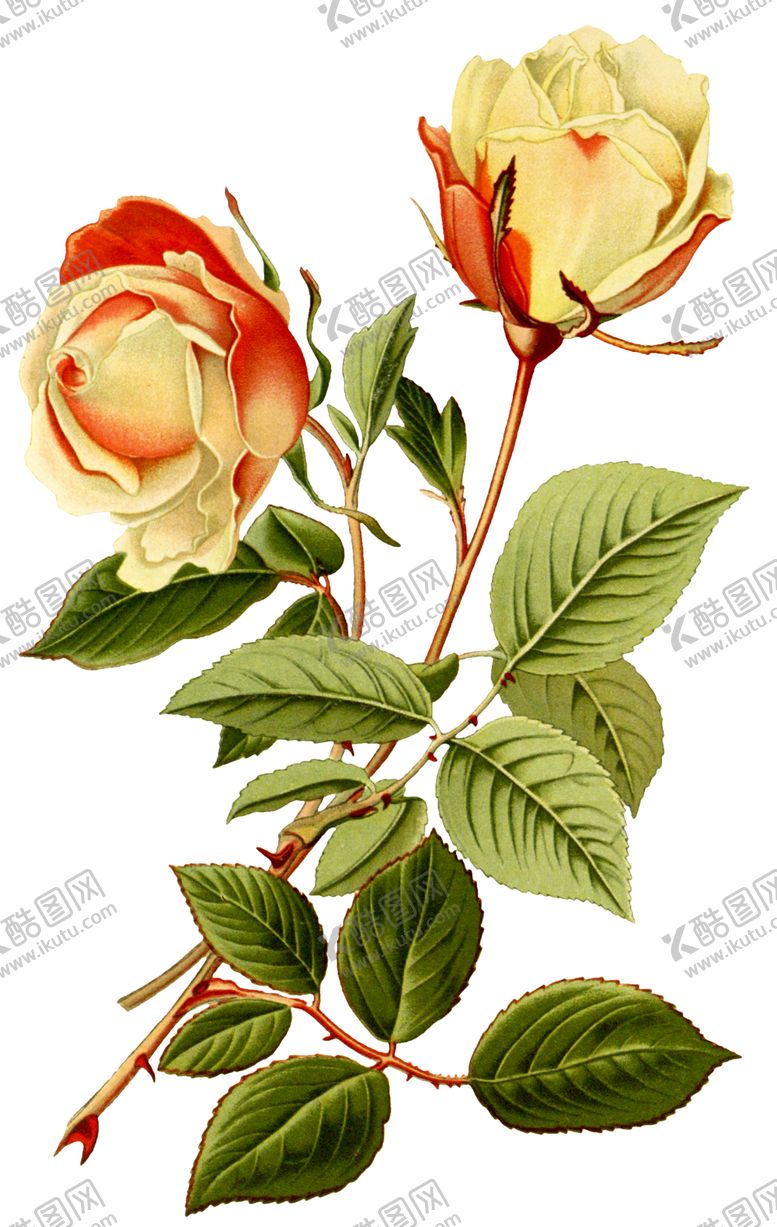 编号：53276210081521316342【酷图网】源文件下载-复古鲜花植物装饰图案