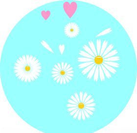 小雏菊