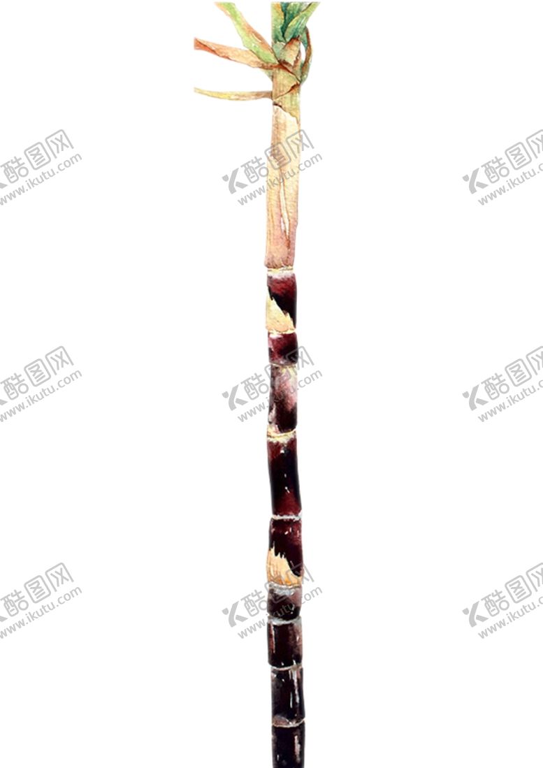 编号：57217910261754011256【酷图网】源文件下载-甘蔗素材