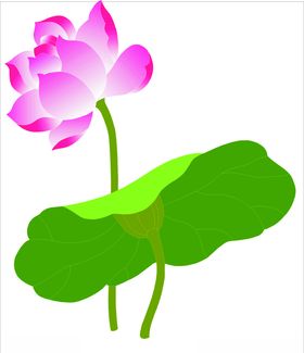 荷花
