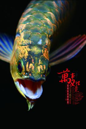 金龙鱼水族观赏鱼摄影