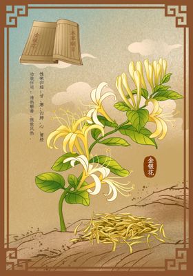 中药金银花