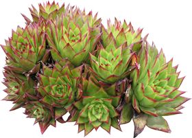 免扣植物素材